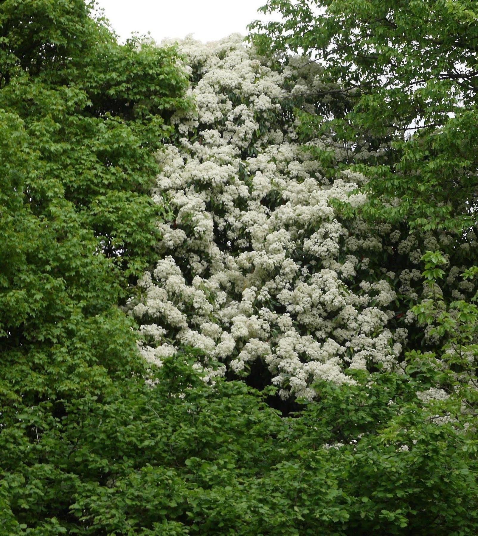 B&B Giardino Jappelli Rosà Eksteriør bilde